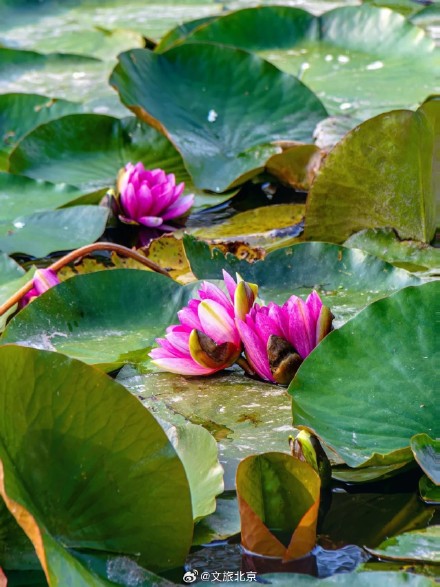 绝美!北京“莫奈睡莲”上线—— 绝美!北京“莫奈睡莲”上线——