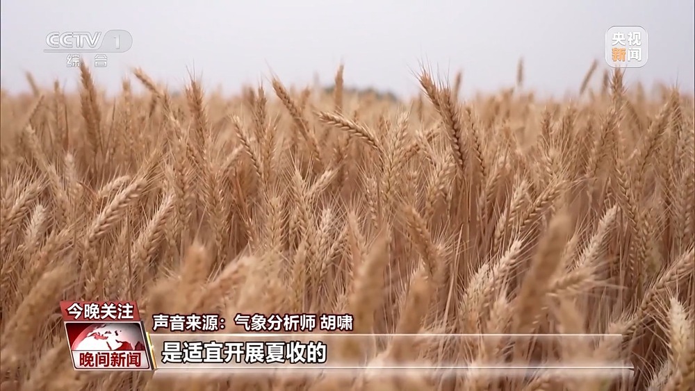 今夏各大麦区是否会遭遇“烂场雨”？该如何防范？一文了解