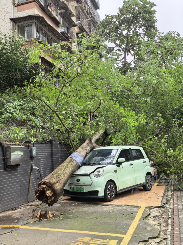 连根拔起！柳州一小区门口巨榕倒伏，事发时有人树下在倒车……