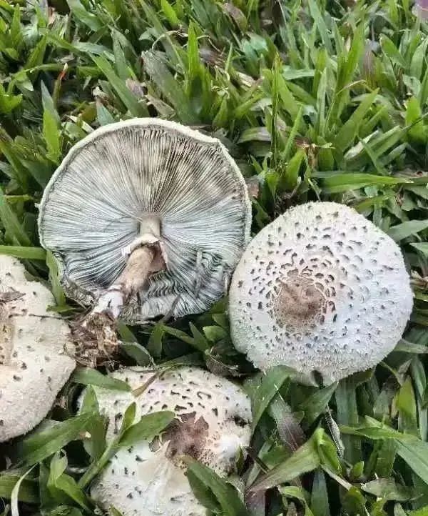 不要捡!不要吃!这种有剧毒!最近杭州路边大量出现蘑菇…… 不要捡!不要吃!这种有剧毒!最近杭州路边大量出现蘑菇……