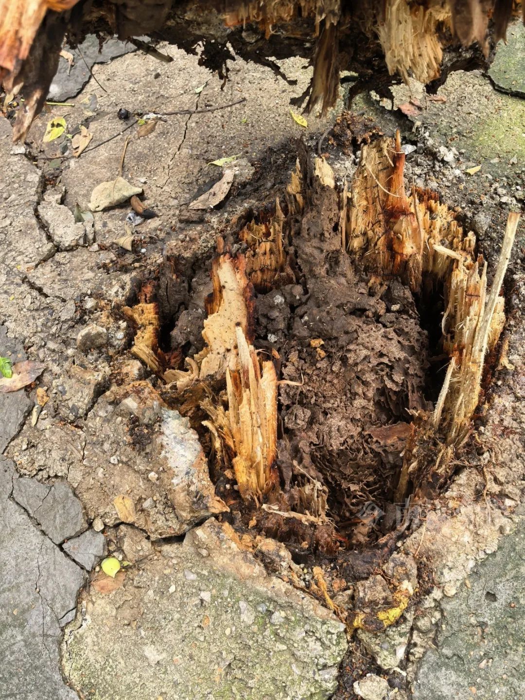 连根拔起！柳州一小区门口巨榕倒伏，事发时有人树下在倒车……