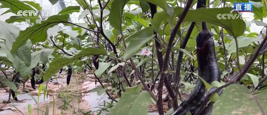 “智慧农业”点亮农旅融合发展 江上“菜篮子”将“流量”变“增量” “智慧农业”点亮农旅融合发展 江上“菜篮子”将“流量”变“增量”