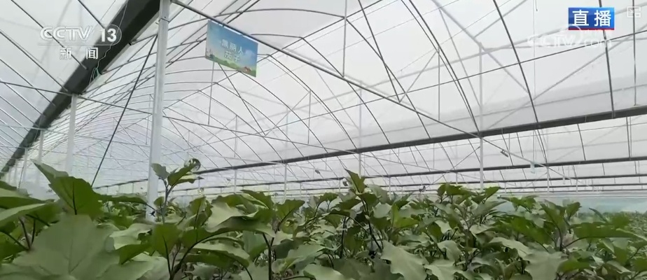 “智慧农业”点亮农旅融合发展 江上“菜篮子”将“流量”变“增量” “智慧农业”点亮农旅融合发展 江上“菜篮子”将“流量”变“增量”