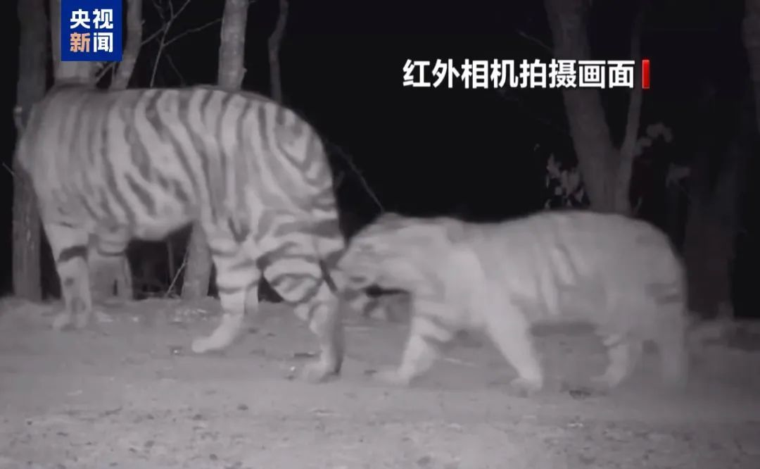 突传喜讯！曾进入黑龙江引发关注……