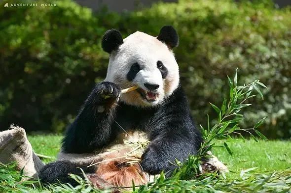 日本宣布:归还中国 日本宣布:归还中国