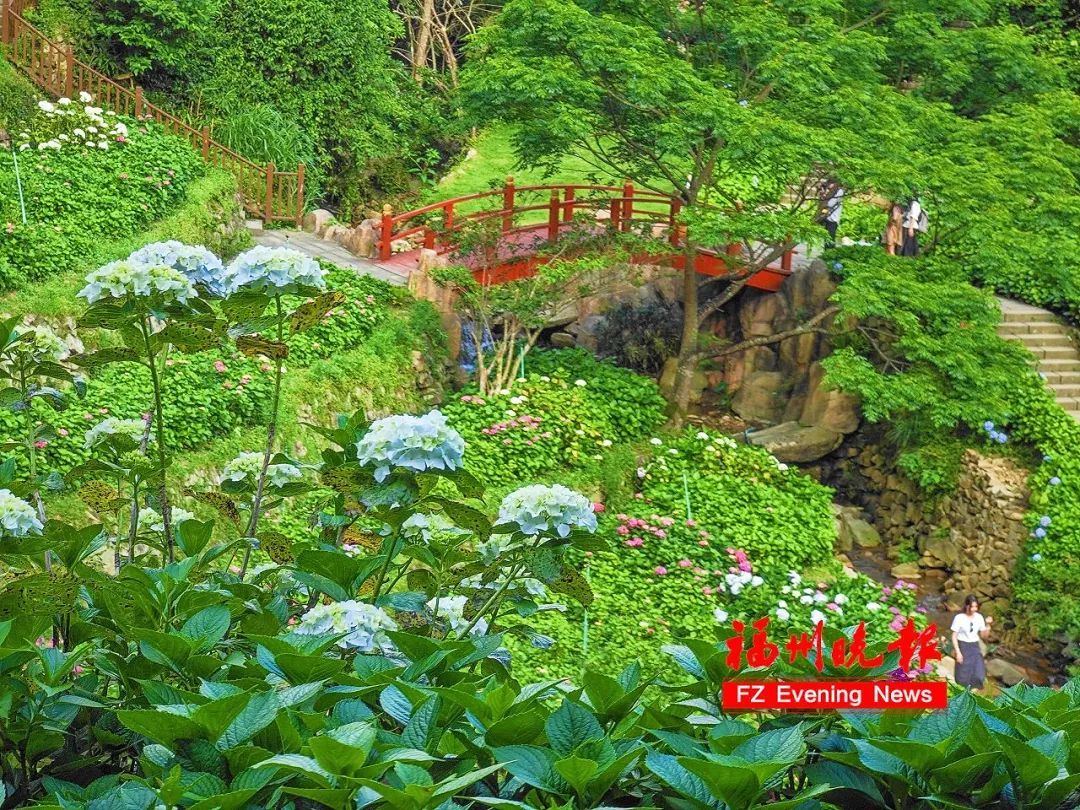 太美了！11万株！福州这里绚丽多彩！