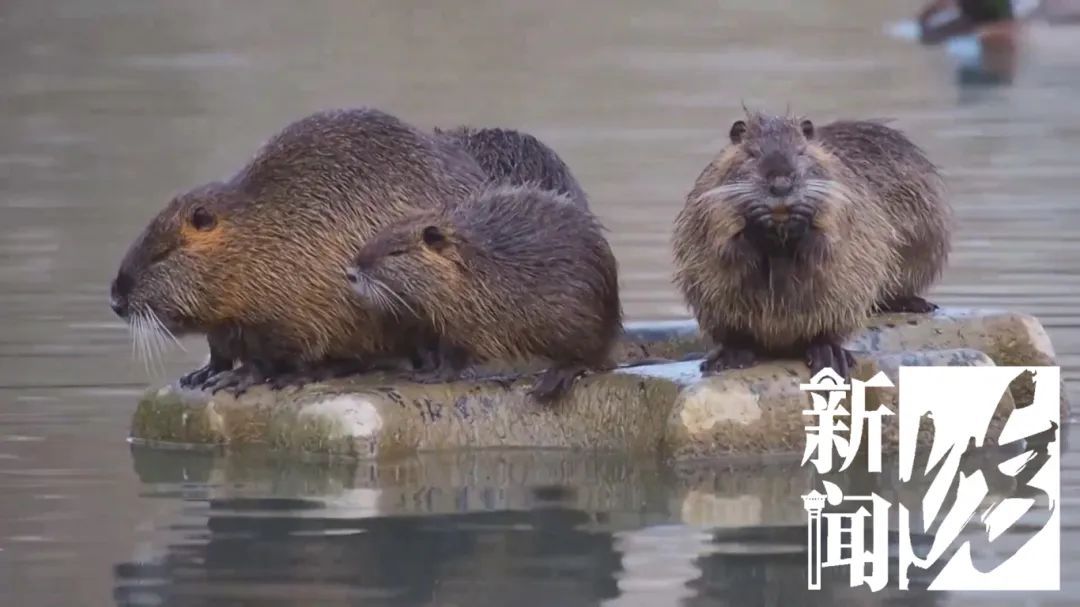 上海市中心也有了？引发担忧！此前多区已发现，千万别碰！远离！让官方动手