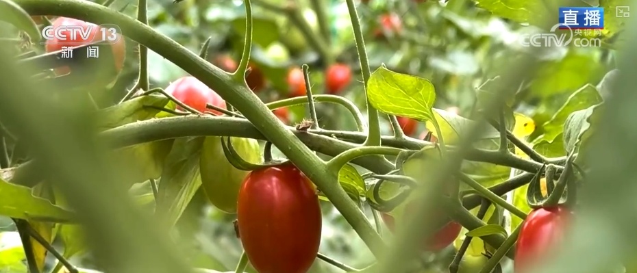 “智慧农业”点亮农旅融合发展 江上“菜篮子”将“流量”变“增量” “智慧农业”点亮农旅融合发展 江上“菜篮子”将“流量”变“增量”