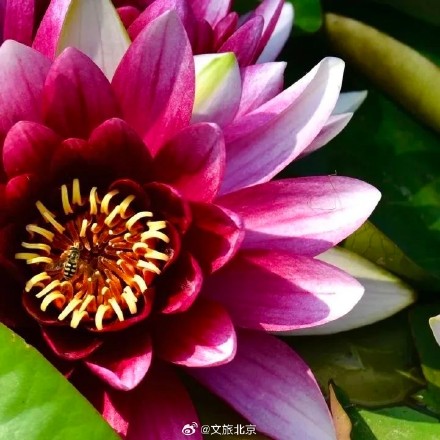 绝美!北京“莫奈睡莲”上线—— 绝美!北京“莫奈睡莲”上线——