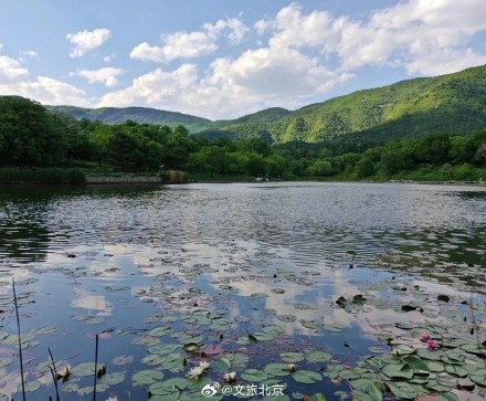 绝美!北京“莫奈睡莲”上线—— 绝美!北京“莫奈睡莲”上线——
