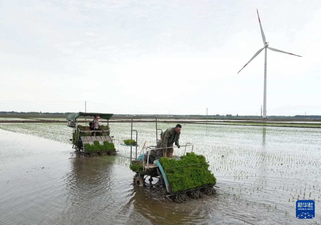 河北秦皇岛:初夏时节插秧忙 河北秦皇岛:初夏时节插秧忙
