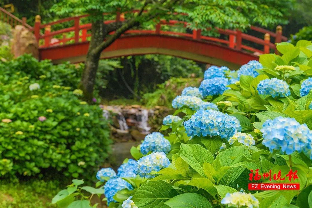 太美了！11万株！福州这里绚丽多彩！
