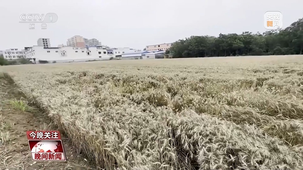 今夏各大麦区是否会遭遇“烂场雨”？该如何防范？一文了解