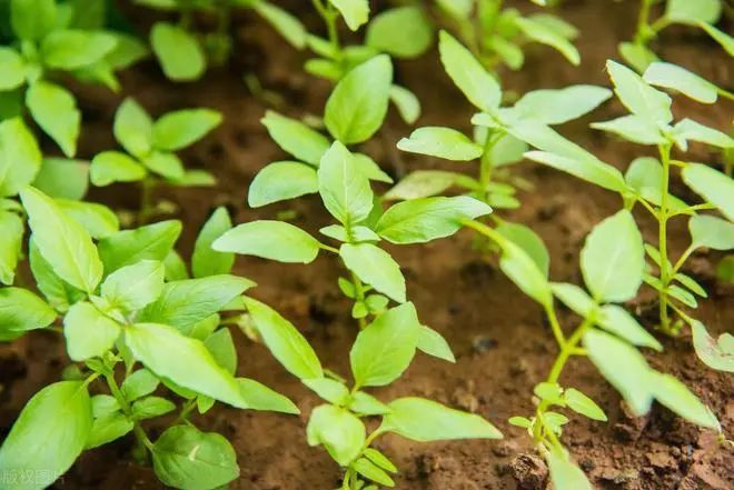 @河南人，这种神奇叶子该吃了！