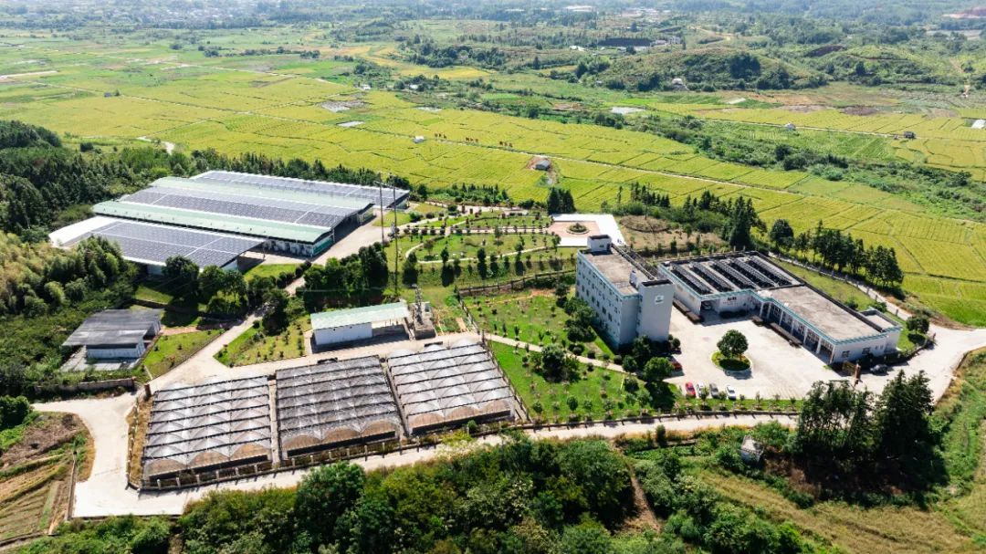 龙岩连城:奏响“稻薯烟”三重奏 绘就乡村振兴新图景 龙岩连城:奏响“稻薯烟”三重奏 绘就乡村振兴新图景