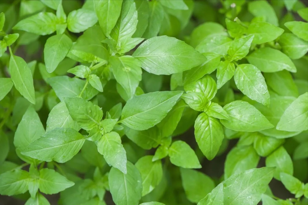 夏天到了,这种神奇叶子该吃了! 夏天到了,这种神奇叶子该吃了!