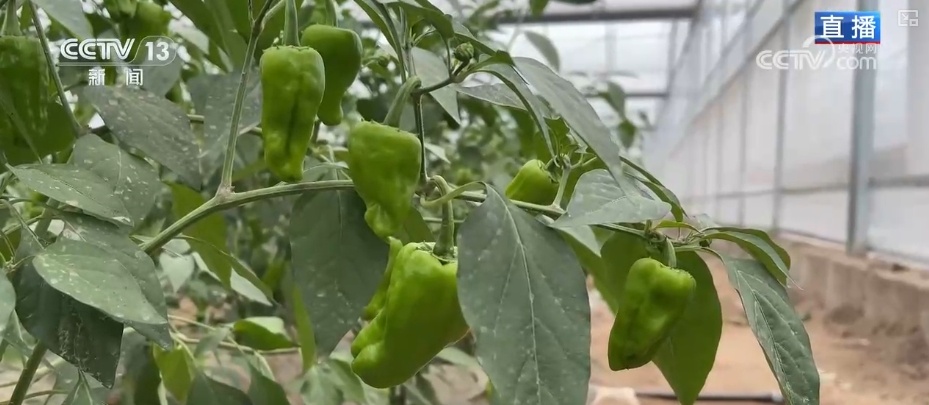 “智慧农业”点亮农旅融合发展 江上“菜篮子”将“流量”变“增量” “智慧农业”点亮农旅融合发展 江上“菜篮子”将“流量”变“增量”