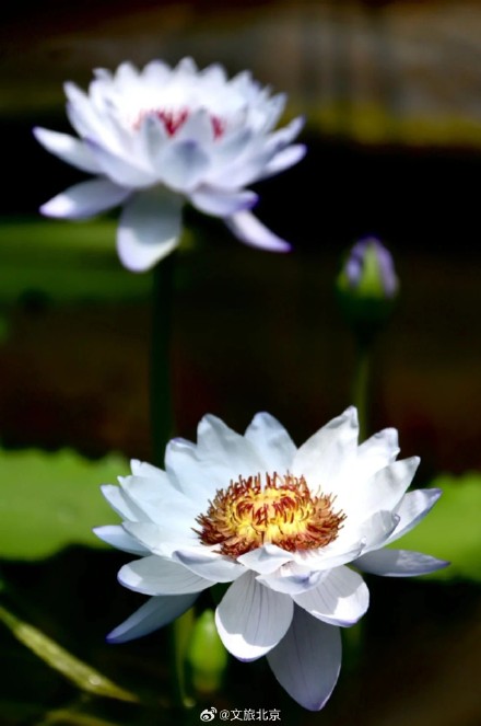 绝美!北京“莫奈睡莲”上线—— 绝美!北京“莫奈睡莲”上线——