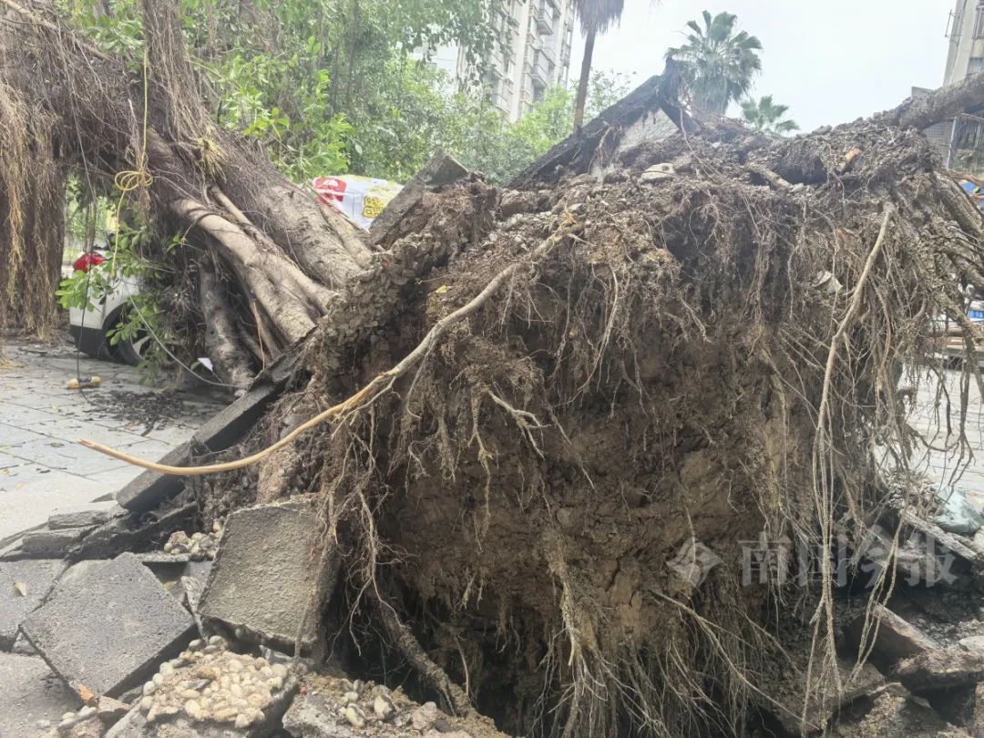 连根拔起！柳州一小区门口巨榕倒伏，事发时有人树下在倒车……