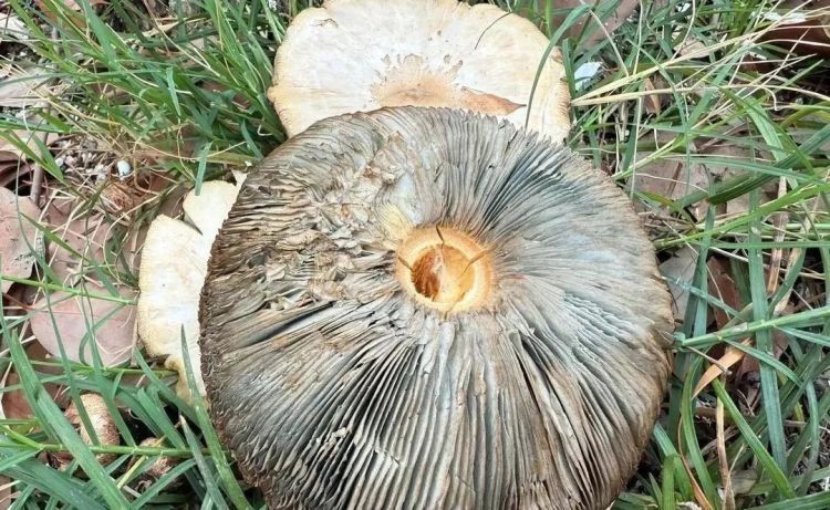 不要捡!不要吃!这种有剧毒!最近杭州路边大量出现蘑菇…… 不要捡!不要吃!这种有剧毒!最近杭州路边大量出现蘑菇……