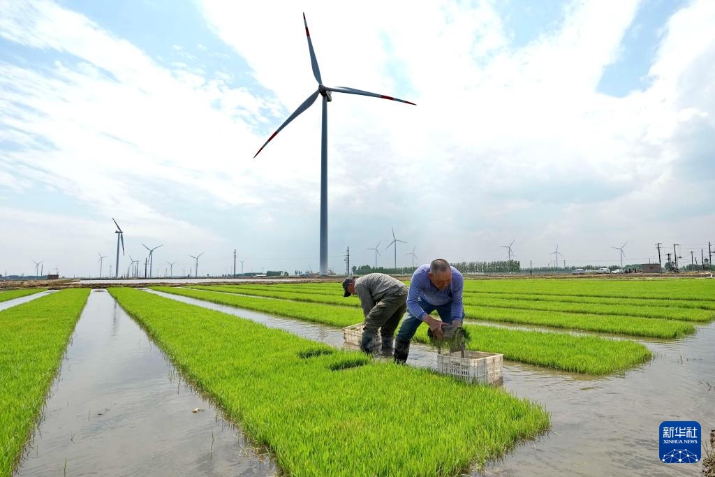河北秦皇岛:初夏时节插秧忙 河北秦皇岛:初夏时节插秧忙