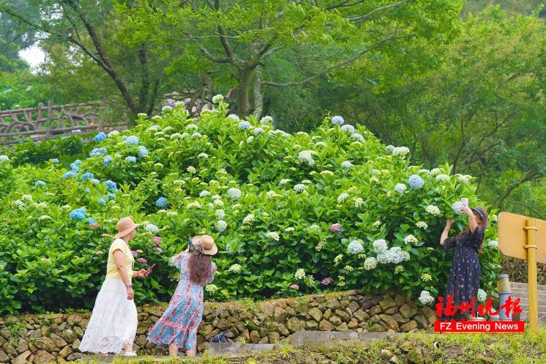 太美了！11万株！福州这里绚丽多彩！
