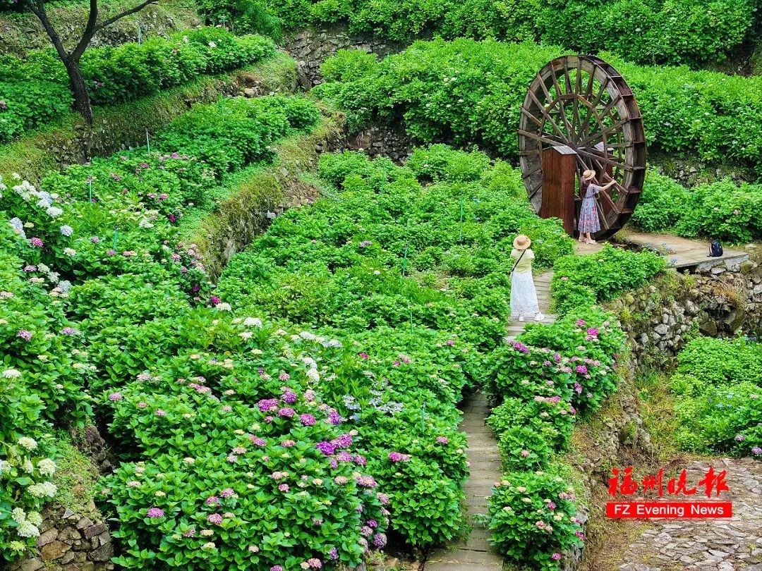 太美了！11万株！福州这里绚丽多彩！