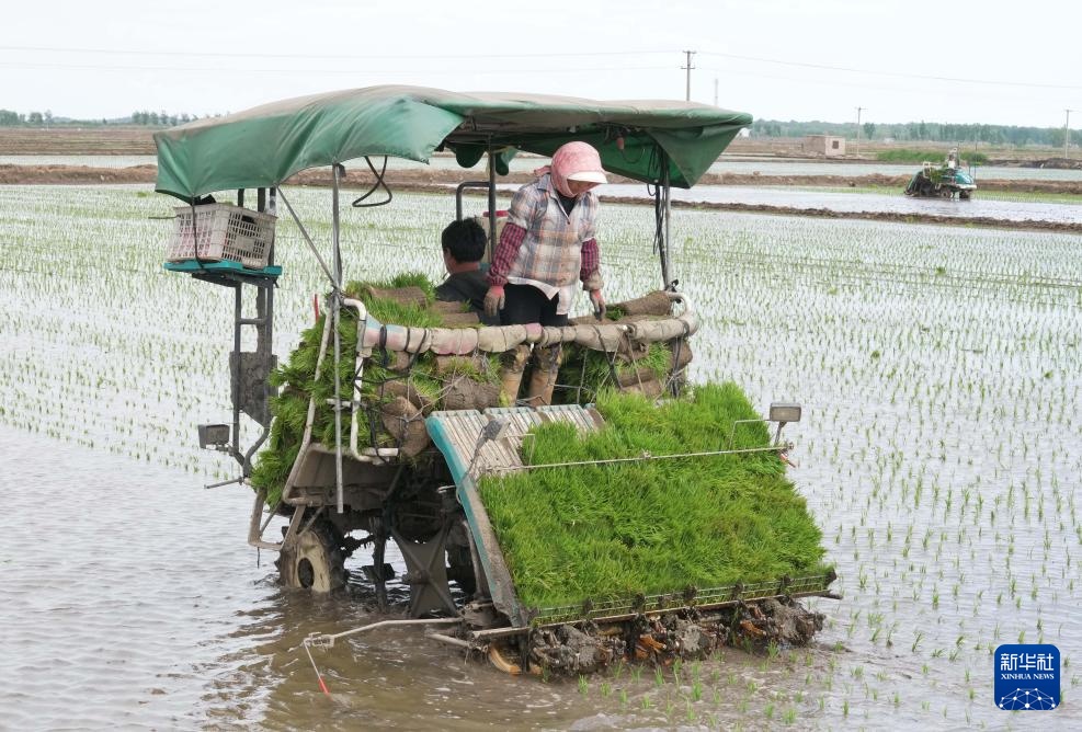河北秦皇岛:初夏时节插秧忙 河北秦皇岛:初夏时节插秧忙