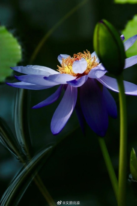 绝美!北京“莫奈睡莲”上线—— 绝美!北京“莫奈睡莲”上线——