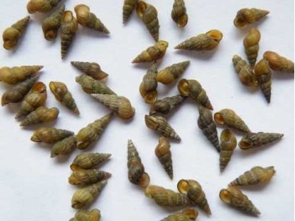 别吃!寄生虫多达上千条! 别吃!寄生虫多达上千条!