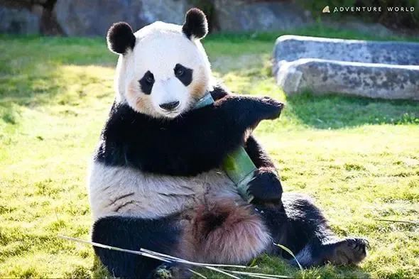 日本宣布:归还中国 日本宣布:归还中国