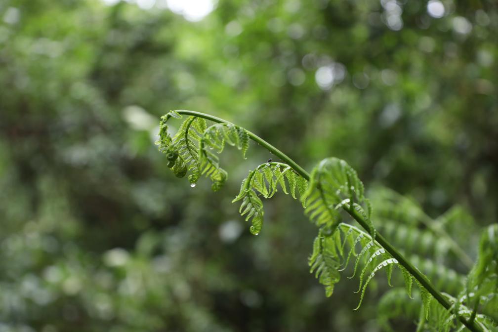 超3000株！云南宁洱发现大规模珍稀植物桫椤群落