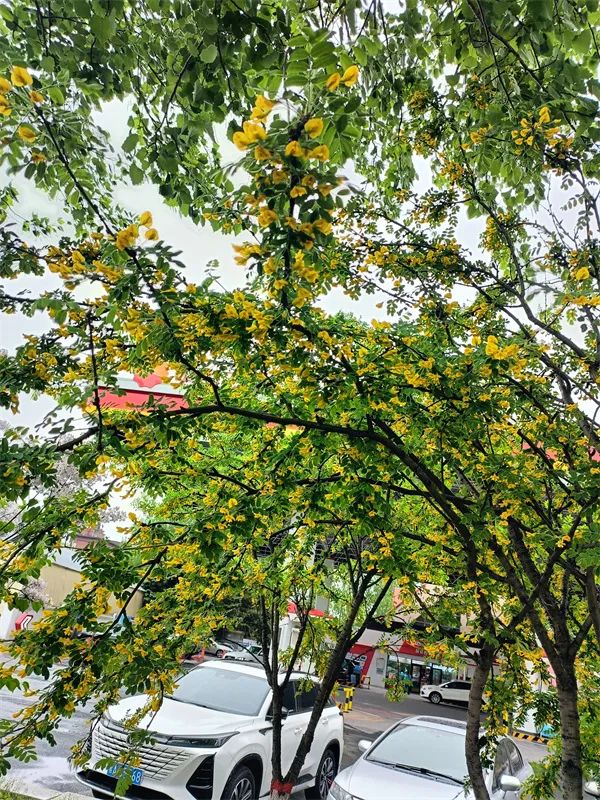 “金铃”摇曳！松北大道树锦鸡儿盛放限时刷屏