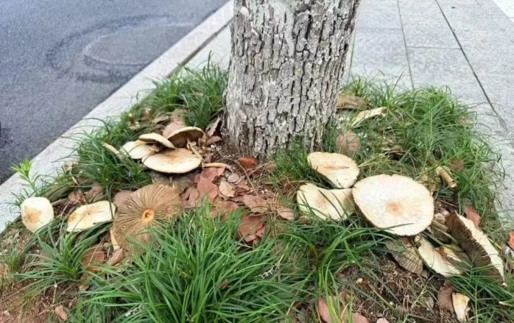 不要捡!不要吃!这种有剧毒!最近杭州路边大量出现蘑菇…… 不要捡!不要吃!这种有剧毒!最近杭州路边大量出现蘑菇……