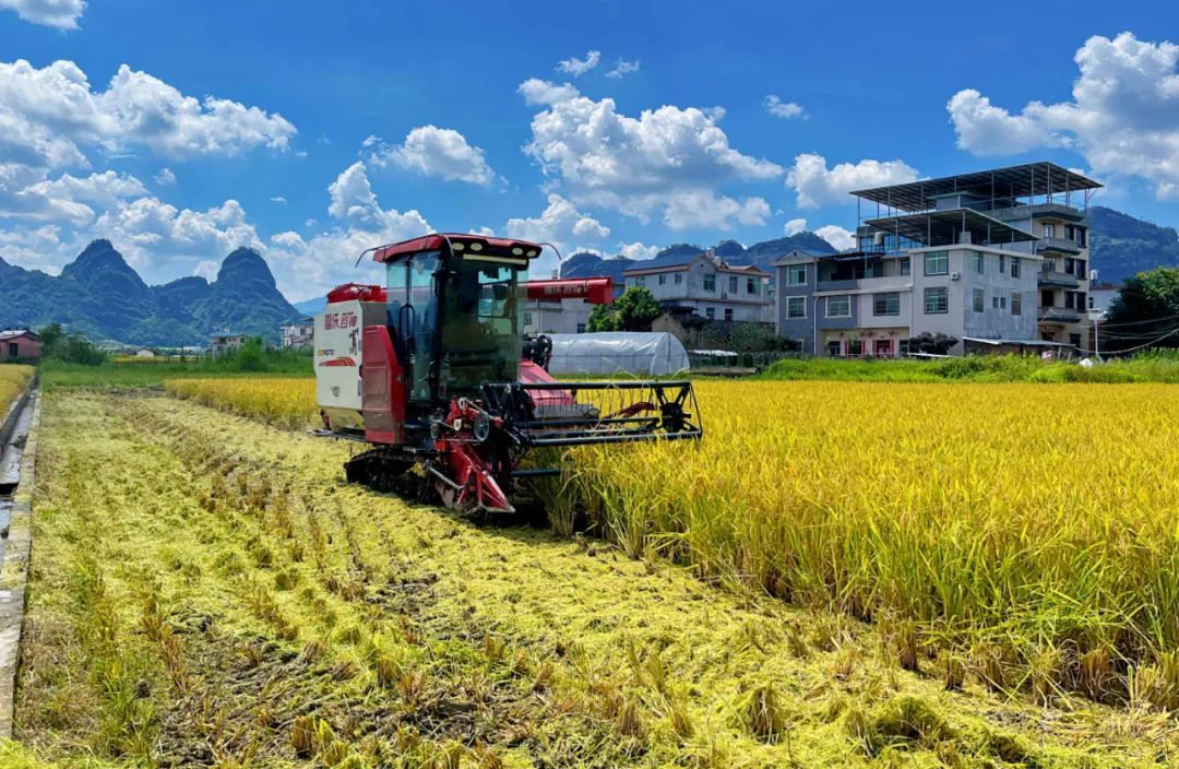 龙岩连城:奏响“稻薯烟”三重奏 绘就乡村振兴新图景 龙岩连城:奏响“稻薯烟”三重奏 绘就乡村振兴新图景