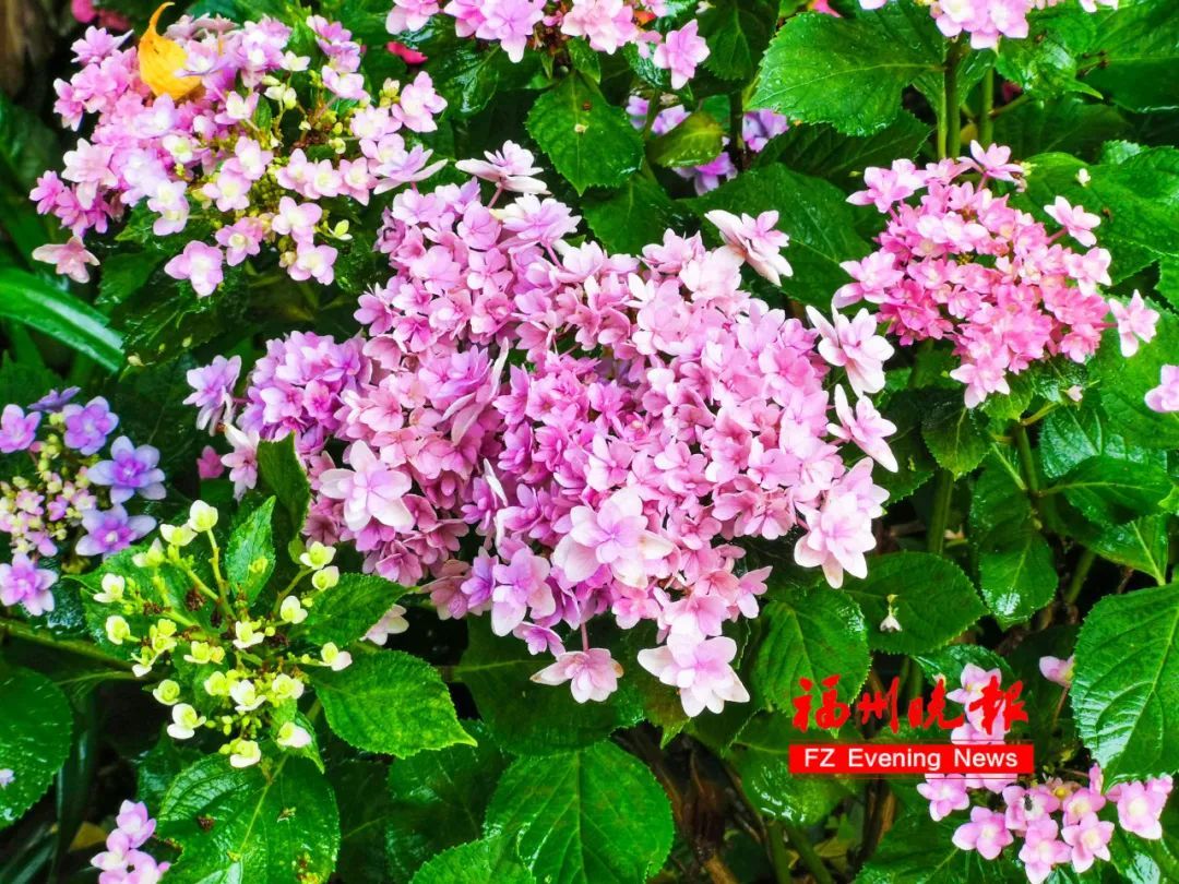 太美了！11万株！福州这里绚丽多彩！