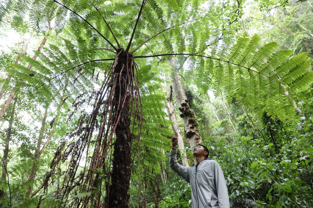 超3000株！云南宁洱发现大规模珍稀植物桫椤群落