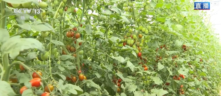 “智慧农业”点亮农旅融合发展 江上“菜篮子”将“流量”变“增量” “智慧农业”点亮农旅融合发展 江上“菜篮子”将“流量”变“增量”