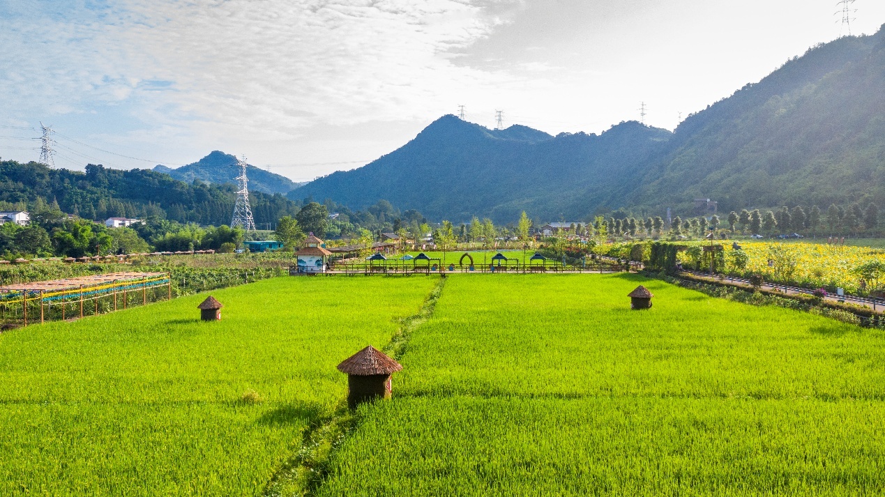 四川芦山：产业“破茧” 生态“织锦” 擘画乡村振兴新貌
