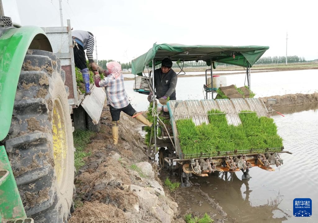 河北秦皇岛:初夏时节插秧忙 河北秦皇岛:初夏时节插秧忙