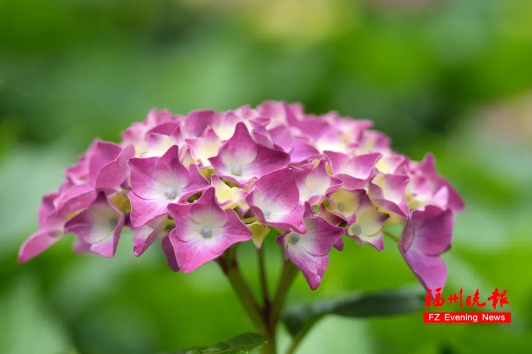 太美了！11万株！福州这里绚丽多彩！