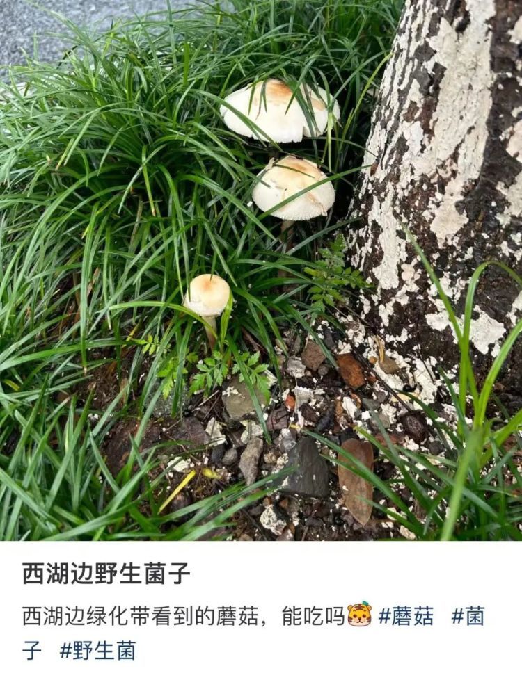不要捡!不要吃!这种有剧毒!最近杭州路边大量出现蘑菇…… 不要捡!不要吃!这种有剧毒!最近杭州路边大量出现蘑菇……