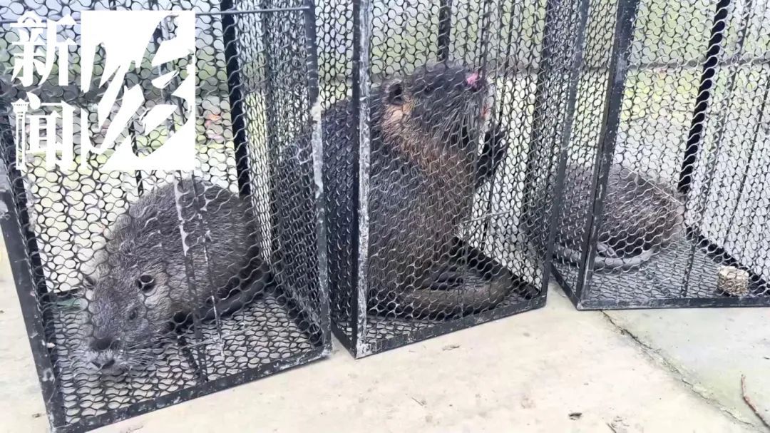 上海市中心也有了？引发担忧！此前多区已发现，千万别碰！远离！让官方动手