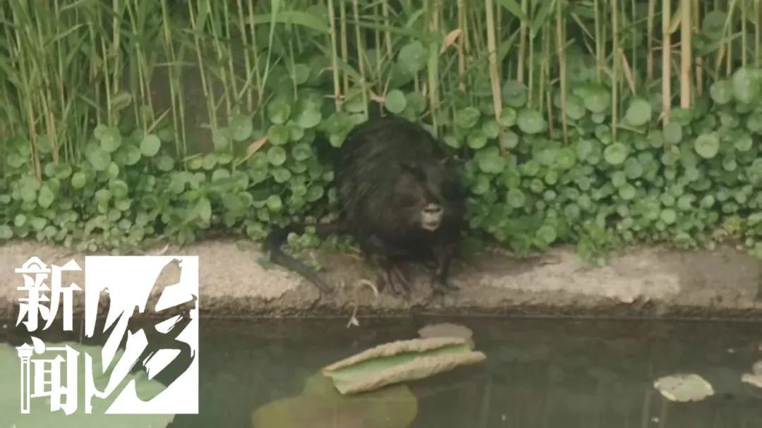 上海市中心也有了？引发担忧！此前多区已发现，千万别碰！远离！让官方动手