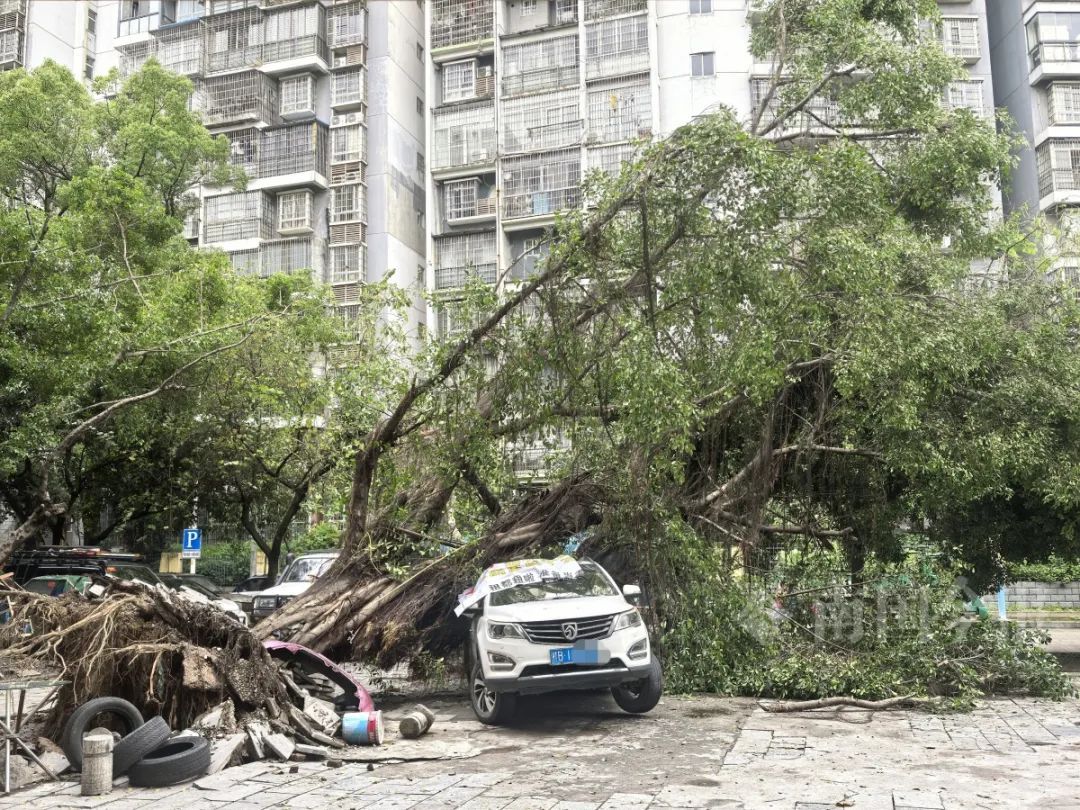 连根拔起！柳州一小区门口巨榕倒伏，事发时有人树下在倒车……
