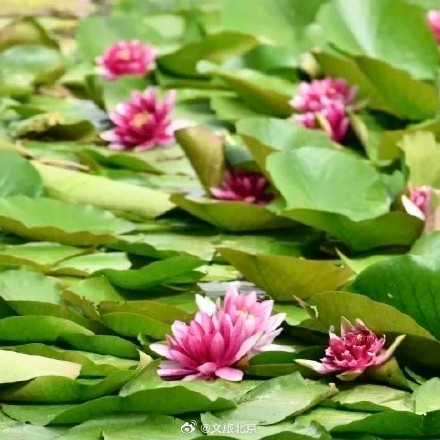 绝美!北京“莫奈睡莲”上线—— 绝美!北京“莫奈睡莲”上线——