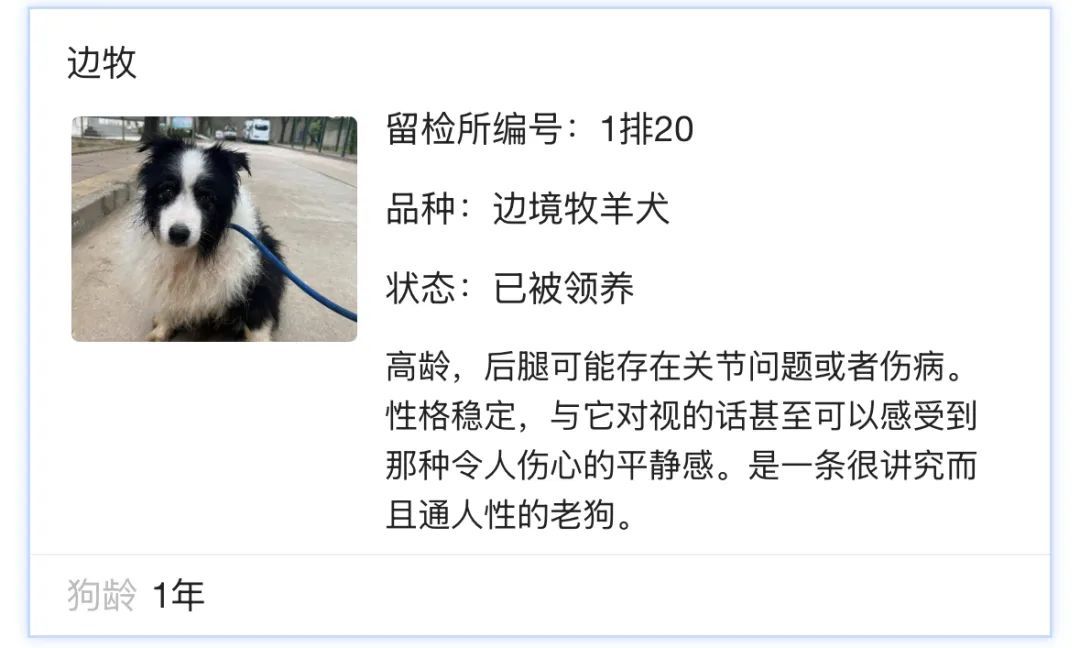 北京公安狗狗领养文案“火出圈”!心动之后,如何行动?我们打听了—— 北京公安狗狗领养文案“火出圈”!心动之后,如何行动?我们打听了——