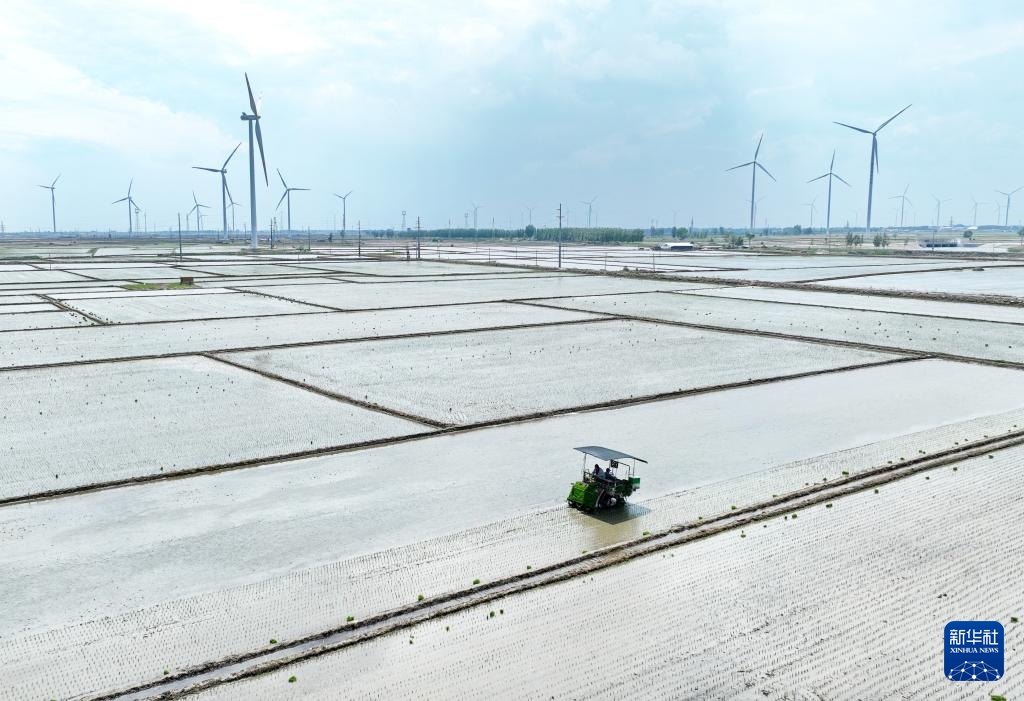 河北秦皇岛:初夏时节插秧忙 河北秦皇岛:初夏时节插秧忙