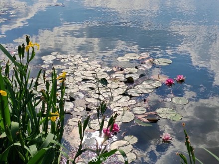 绝美!北京“莫奈睡莲”上线—— 绝美!北京“莫奈睡莲”上线——