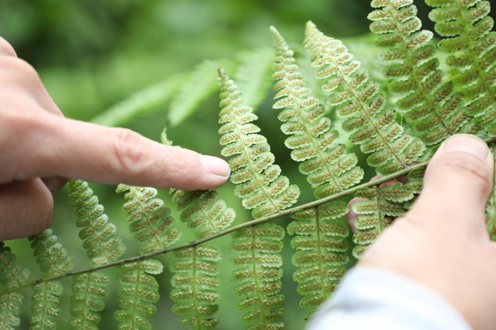 超3000株！云南宁洱发现大规模珍稀植物桫椤群落